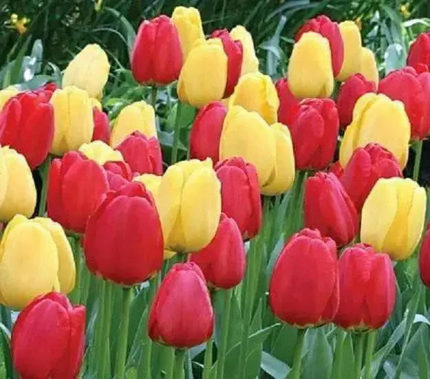 Tulip Bulbs, Red & gold Blend -Single /late Blooming ! - Caribbean garden seed