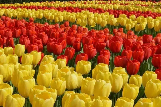 Tulip Bulbs, Red & gold Blend -Single /late Blooming ! - Caribbean garden seed