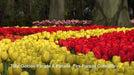Tulip Bulbs, Red & gold Blend -Single /late Blooming ! - Caribbean garden seed