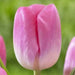 Tulip Bulbs, Single Late, "Sauternes" (12/+cm) Lipstick pink/white base, Fall planting, Now Shipping ! - Caribbean garden seed
