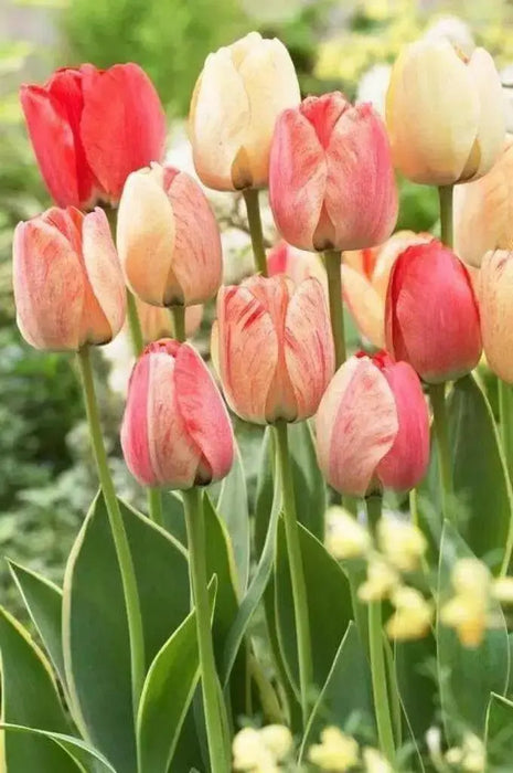 Tulip Bulbs, Silverstream" SPRING FLOWERS, fall PLANTING - Caribbean garden seed