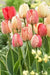 Tulip Bulbs, Silverstream" SPRING FLOWERS, fall PLANTING - Caribbean garden seed