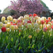 Tulip Bulbs, Silverstream" SPRING FLOWERS, fall PLANTING - Caribbean garden seed