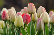 Tulip Bulbs, Silverstream" SPRING FLOWERS, fall PLANTING - Caribbean garden seed