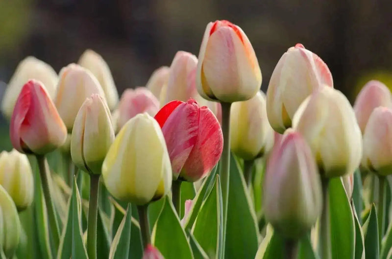 Tulip Bulbs, Silverstream" SPRING FLOWERS, fall PLANTING - Caribbean garden seed