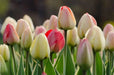 Tulip Bulbs, Silverstream" SPRING FLOWERS, fall PLANTING - Caribbean garden seed