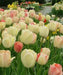 Tulip Bulbs, Silverstream" SPRING FLOWERS, fall PLANTING - Caribbean garden seed