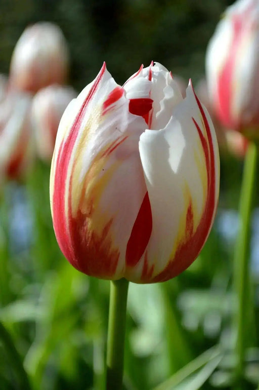 Tulip Bulbs, Happy Generation, Single Late - fall planting - Caribbean garden seed