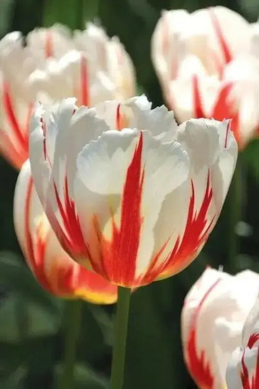 Tulip Bulbs, Happy Generation, Single Late - fall planting - Caribbean garden seed