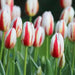 Tulip Bulbs, Happy Generation, Single Late - fall planting - Caribbean garden seed