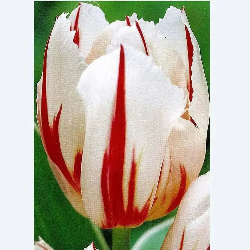Tulip Bulbs, Happy Generation, Single Late - fall planting - Caribbean garden seed
