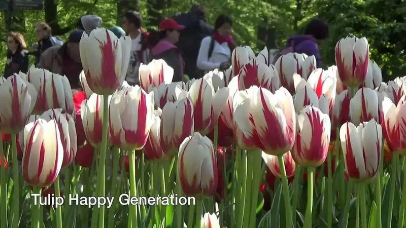 Tulip Bulbs, Happy Generation, Single Late - fall planting - Caribbean garden seed