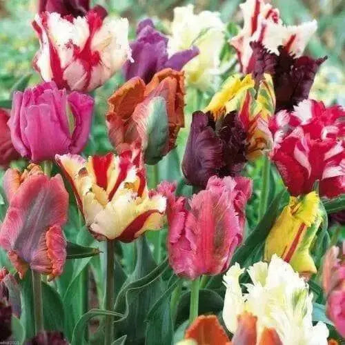 Tulip Bulbs, Parrot Mixed, Beautiful spring colors - Caribbean garden seed