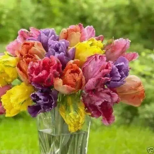 Tulip Bulbs, Parrot Mixed, Beautiful spring colors - Caribbean garden seed