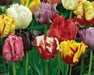 Tulip Bulbs, Parrot Mixed, Beautiful spring colors - Caribbean garden seed