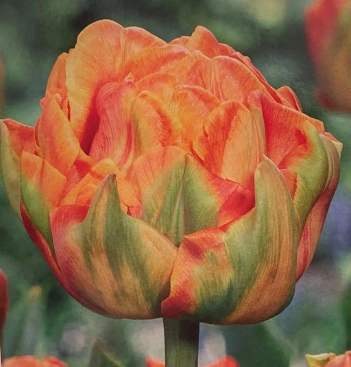 Tulip bulbs, Lorenzo Orange ,Double early ,FALL PLANTING - Caribbean garden seed