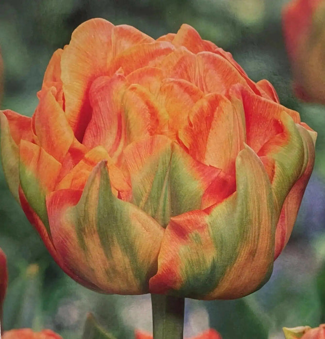 Tulip bulbs, Lorenzo Orange ,Double early ,FALL PLANTING - Caribbean garden seed