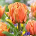 Tulip bulbs, Lorenzo Orange ,Double early ,FALL PLANTING - Caribbean garden seed