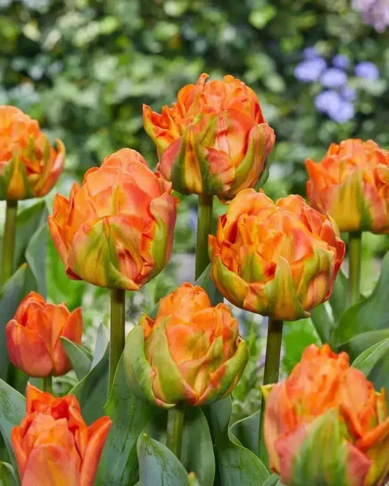 Tulip bulbs, Lorenzo Orange ,Double early ,FALL PLANTING - Caribbean garden seed