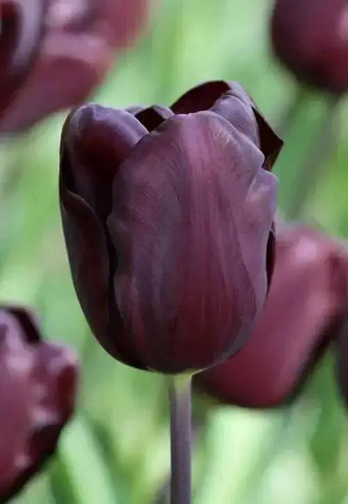Tulip Bulbs,Continental (Single Late) -dark burgundy - Caribbean garden seed