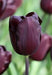 Tulip Bulbs,Continental (Single Late) -dark burgundy - Caribbean garden seed
