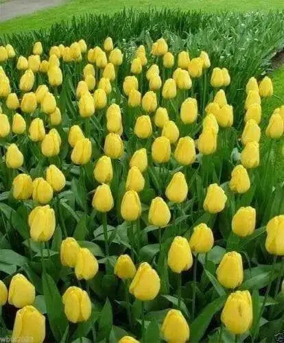 Tulip Bulbs, Yellow emperor , TOP Sized 12 cm+  FALL PLANTING.