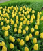 Tulip Bulbs, Yellow emperor , TOP Sized 12 cm+  FALL PLANTING.