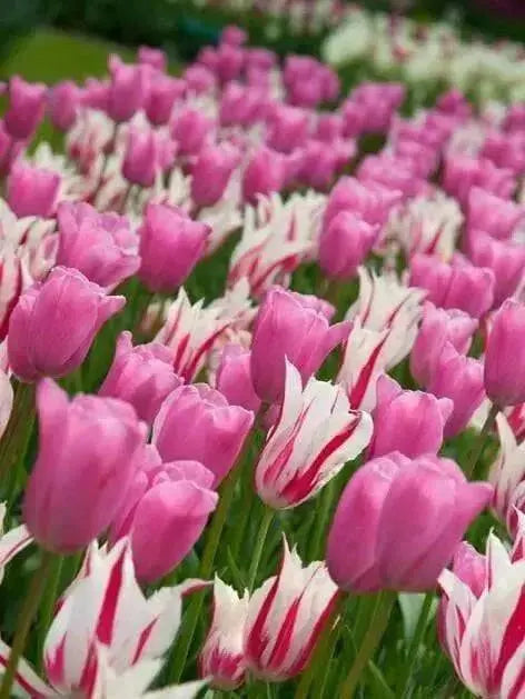 Tulip Bulbs,." Mistress Collection " Lily-flowering ,Now Shipping ! - Caribbean garden seed