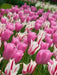 Tulip Bulbs,." Mistress Collection " Lily-flowering ,Now Shipping ! - Caribbean garden seed