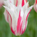 Tulip Bulbs,." Mistress Collection " Lily-flowering ,Now Shipping ! - Caribbean garden seed