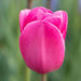 Tulip Bulbs,." Mistress Collection " Lily-flowering ,Now Shipping ! - Caribbean garden seed