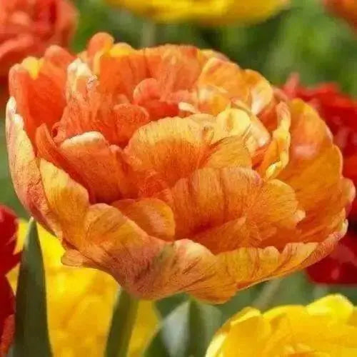 Tulip Bulbs,Sun Lover Tulip Bulbs,Double Red/Gold size: 12 cm/up, Shipping.