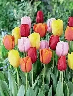 Tulip Bulbs Mix, Spring Blooming, Excellent for forcing - Caribbean garden seed