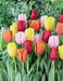 Tulip Bulbs Mix, Spring Blooming, Excellent for forcing - Caribbean garden seed