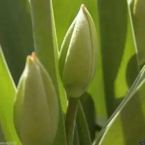 Tulip Bulbs Mix, Spring Blooming, Excellent for forcing - Caribbean garden seed