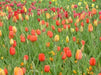 Tulip Bulbs Mix, Spring Blooming, Excellent for forcing - Caribbean garden seed