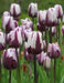 Tulip Bulbs,Rem's Favourite" - Single /Late - fall planting ! - Caribbean garden seed