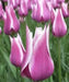Tulip Bulbs,Ballade ( Bulbs) Lily flowering - Caribbean garden seed