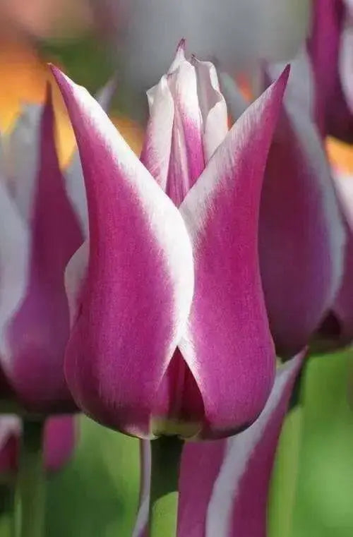 Tulip Bulbs,Ballade ( Bulbs) Lily flowering - Caribbean garden seed
