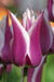 Tulip Bulbs,Ballade ( Bulbs) Lily flowering - Caribbean garden seed