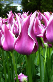 Tulip Bulbs,Ballade ( Bulbs) Lily flowering - Caribbean garden seed