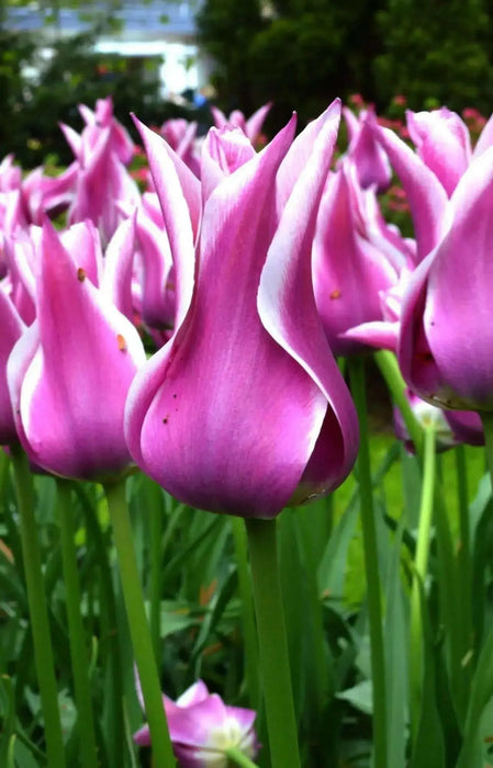 Tulip Bulbs,Ballade ( Bulbs) Lily flowering - Caribbean garden seed