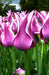 Tulip Bulbs,Ballade ( Bulbs) Lily flowering - Caribbean garden seed