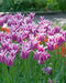 Tulip Bulbs,Ballade ( Bulbs) Lily flowering - Caribbean garden seed