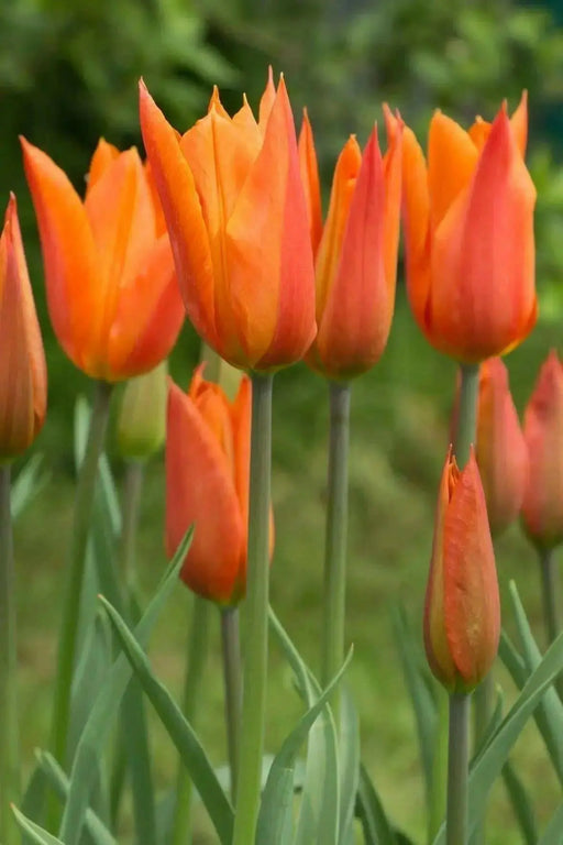 Tulip Bulbs,Ballerina ( Bulbs) Lily flowering - Caribbean garden seed