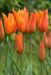 Tulip Bulbs,Ballerina ( Bulbs) Lily flowering - Caribbean garden seed