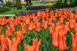Tulip Bulbs,Ballerina ( Bulbs) Lily flowering - Caribbean garden seed