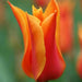 Tulip Bulbs,Ballerina ( Bulbs) Lily flowering - Caribbean garden seed