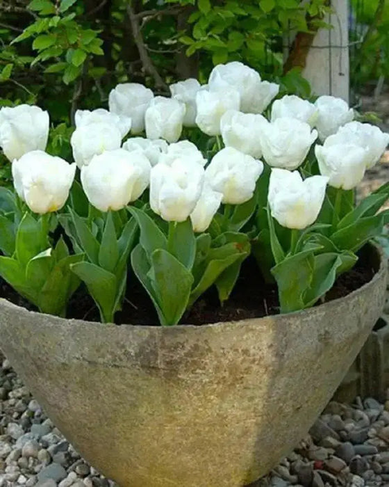 Tulip Bulbs,12/+cm, Calgary FALL PLANTING - Caribbean garden seed