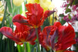 Tulip Bulbs,Bright Parrot (Bulbs),12/+cm, - Caribbean garden seed